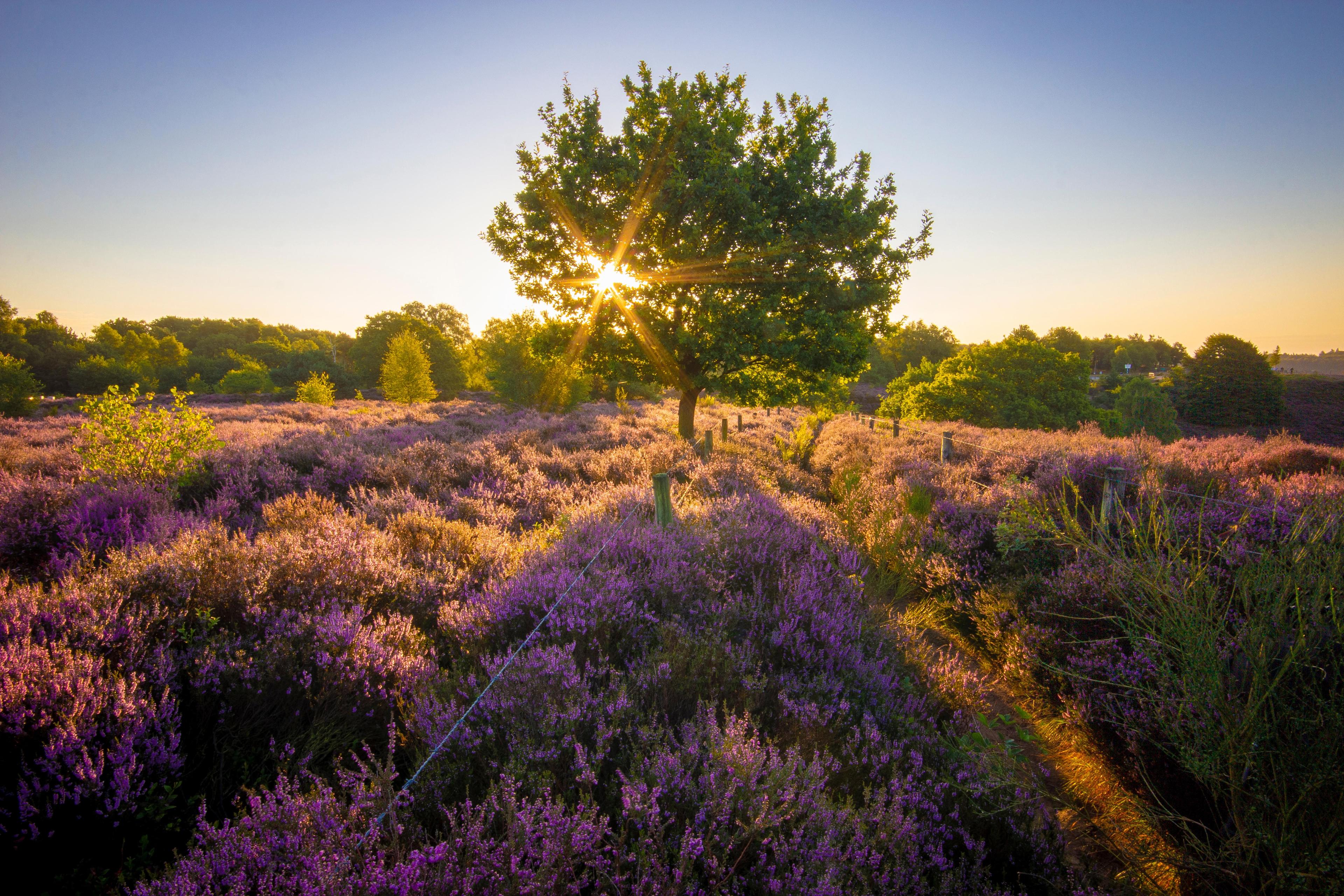 nederland-veluwe-1.jpg