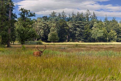 veluwe-3.jpg